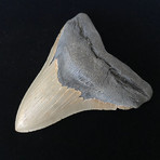 5.77" High Quality Serrated Megalodon Tooth