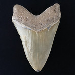 5.60" High Quality Serrated Megalodon Tooth