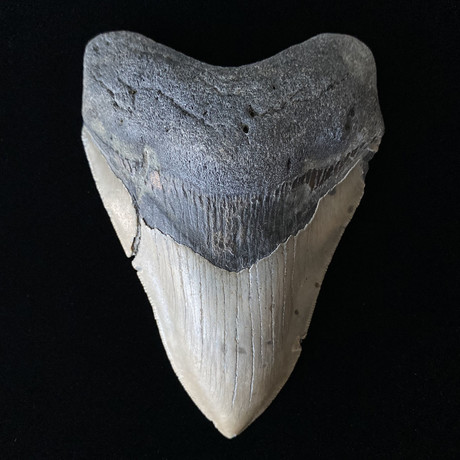 5.09" Megalodon Tooth (5.09"L x 3.56"W)