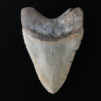 5.03" Megalodon Tooth