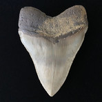 5.70" High Quality Serrated Megalodon Tooth