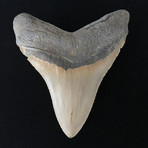 5.77" High Quality Serrated Megalodon Tooth