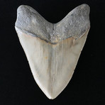 5.48" High Quality Serrated Megalodon Tooth