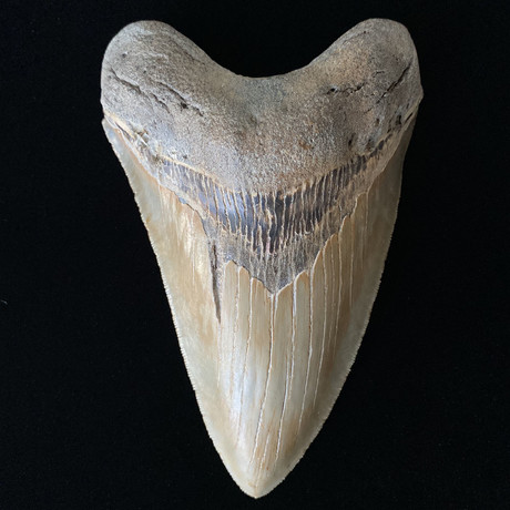 5.88" High Quality Serrated Megalodon Tooth