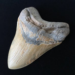 5.82" High Quality Serrated Megalodon Tooth