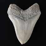 5.24" High Quality Serrated Megalodon Tooth