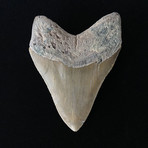 4.80" Megalodon Tooth