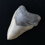 5.09" Megalodon Tooth (5.09"L x 3.56"W)