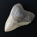 5.70" High Quality Serrated Megalodon Tooth