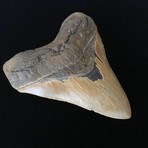 5.39" High Quality Serrated Megalodon Tooth