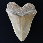 6.05" Massive High Quality Serrated Megalodon Tooth