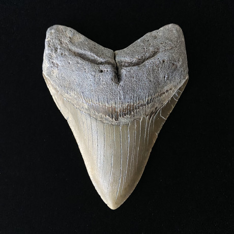 4.80" Megalodon Tooth