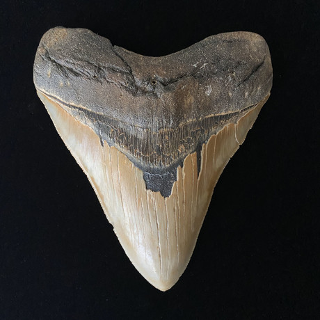 5.39" High Quality Serrated Megalodon Tooth