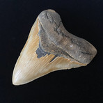 5.39" High Quality Serrated Megalodon Tooth