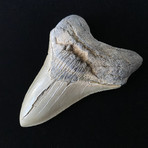 5.34" High Quality Serrated Megalodon Tooth