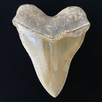 5.81" Massive High Quality Serrated Megalodon Tooth