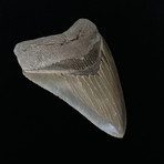 4.86" High Quality Serrated Megalodon Tooth