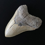 5.24" High Quality Serrated Megalodon Tooth