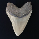 5.90" Massive High Quality Serrated Megalodon Tooth