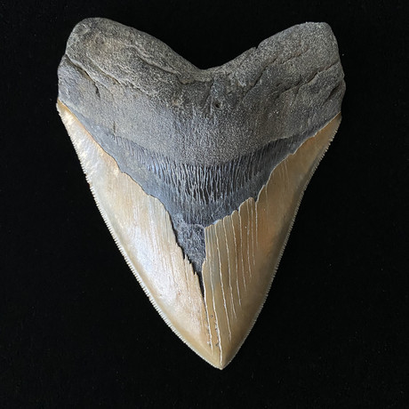 5.14" High Quality Serrated Megalodon Tooth