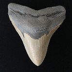 5.77" High Quality Serrated Megalodon Tooth