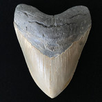 5.48" High Quality Serrated Megalodon Tooth