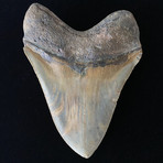 5.82" High Quality Serrated Megalodon Tooth