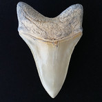 5.34" High Quality Serrated Megalodon Tooth