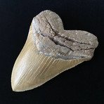 6.05" Massive High Quality Serrated Megalodon Tooth