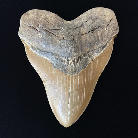 5.81" Massive High Quality Serrated Megalodon Tooth