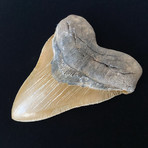 5.81" Massive High Quality Serrated Megalodon Tooth