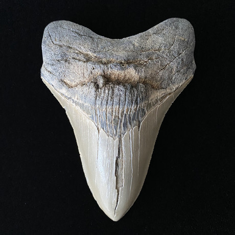 5.34" High Quality Serrated Megalodon Tooth