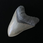 4.45" High Quality Serrated Megalodon Tooth