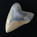 5.14" High Quality Serrated Megalodon Tooth