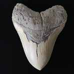 5.24" High Quality Serrated Megalodon Tooth