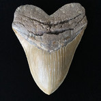 6.05" Massive High Quality Serrated Megalodon Tooth