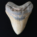 5.82" High Quality Serrated Megalodon Tooth