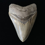 4.86" High Quality Serrated Megalodon Tooth