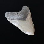 4.45" High Quality Serrated Megalodon Tooth