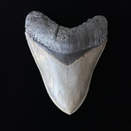 4.45" High Quality Serrated Megalodon Tooth