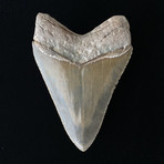 4.86" High Quality Serrated Megalodon Tooth