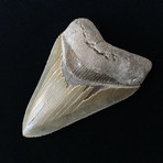 4.86" High Quality Serrated Megalodon Tooth