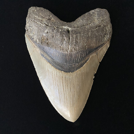 5.90" Massive High Quality Serrated Megalodon Tooth