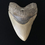 5.90" Massive High Quality Serrated Megalodon Tooth