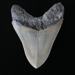 4.45" High Quality Serrated Megalodon Tooth