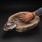 Genuine Fossilized Ammonite Bowl // V1