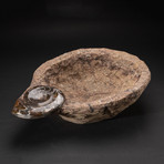 Genuine Fossilized Ammonite Bowl // V1