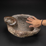 Genuine Fossilized Ammonite Bowl // V2