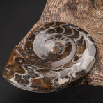 Genuine Fossilized Ammonite Bowl // V1