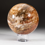 Genuine Polished Petrified Wood Sphere + Acrylic Display Stand